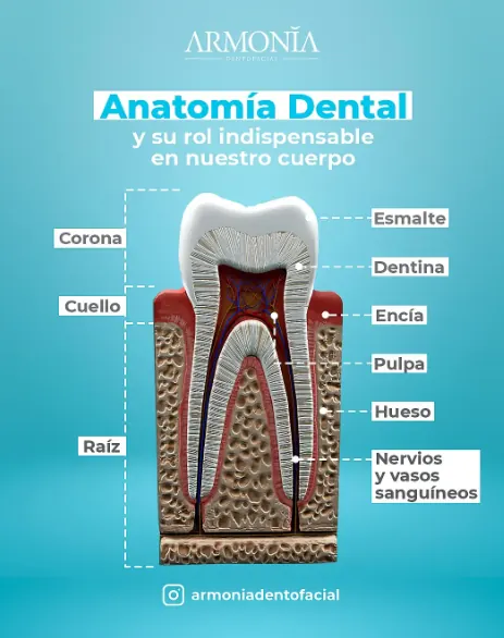 Contenido educativo 34